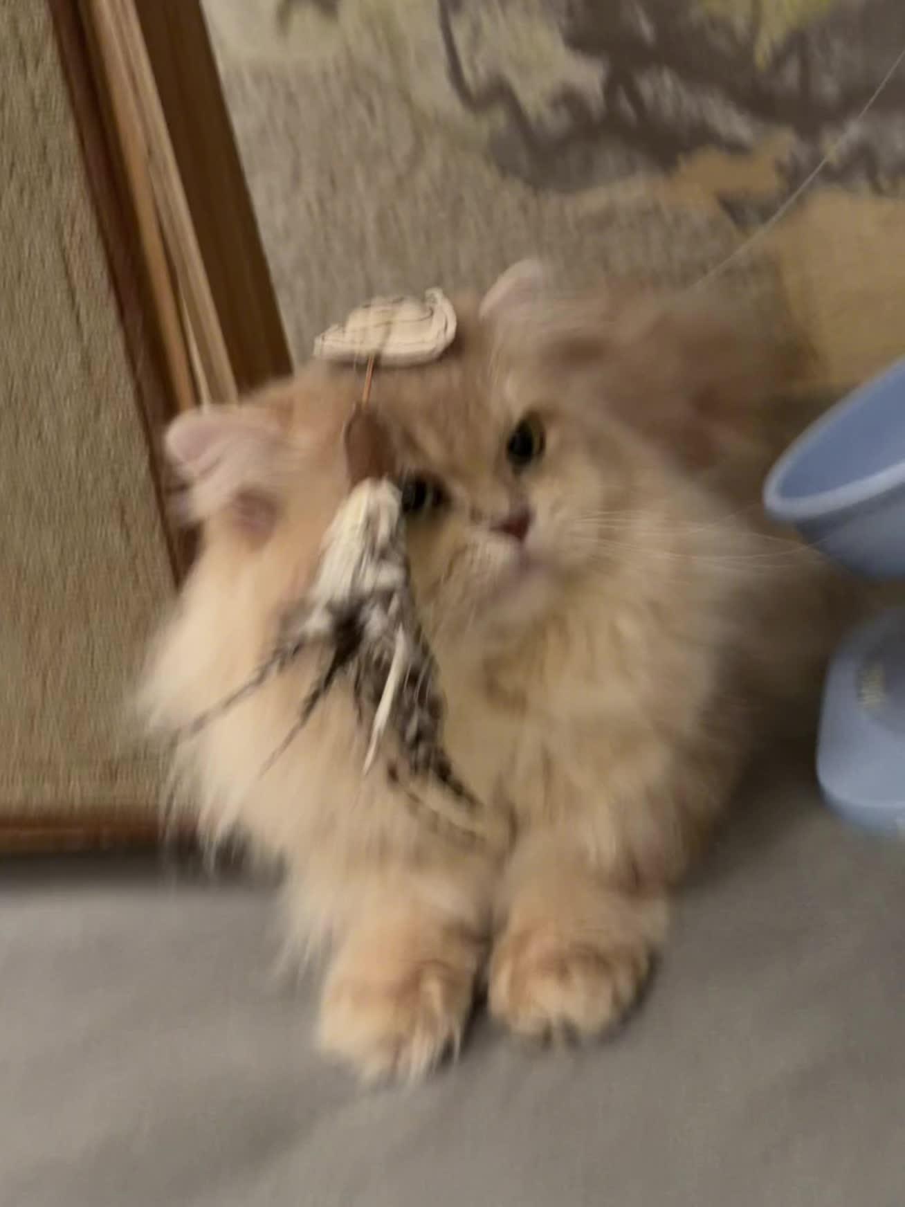 尊贵的嘎酋长遇到了它曾经的恋人哈哈哈