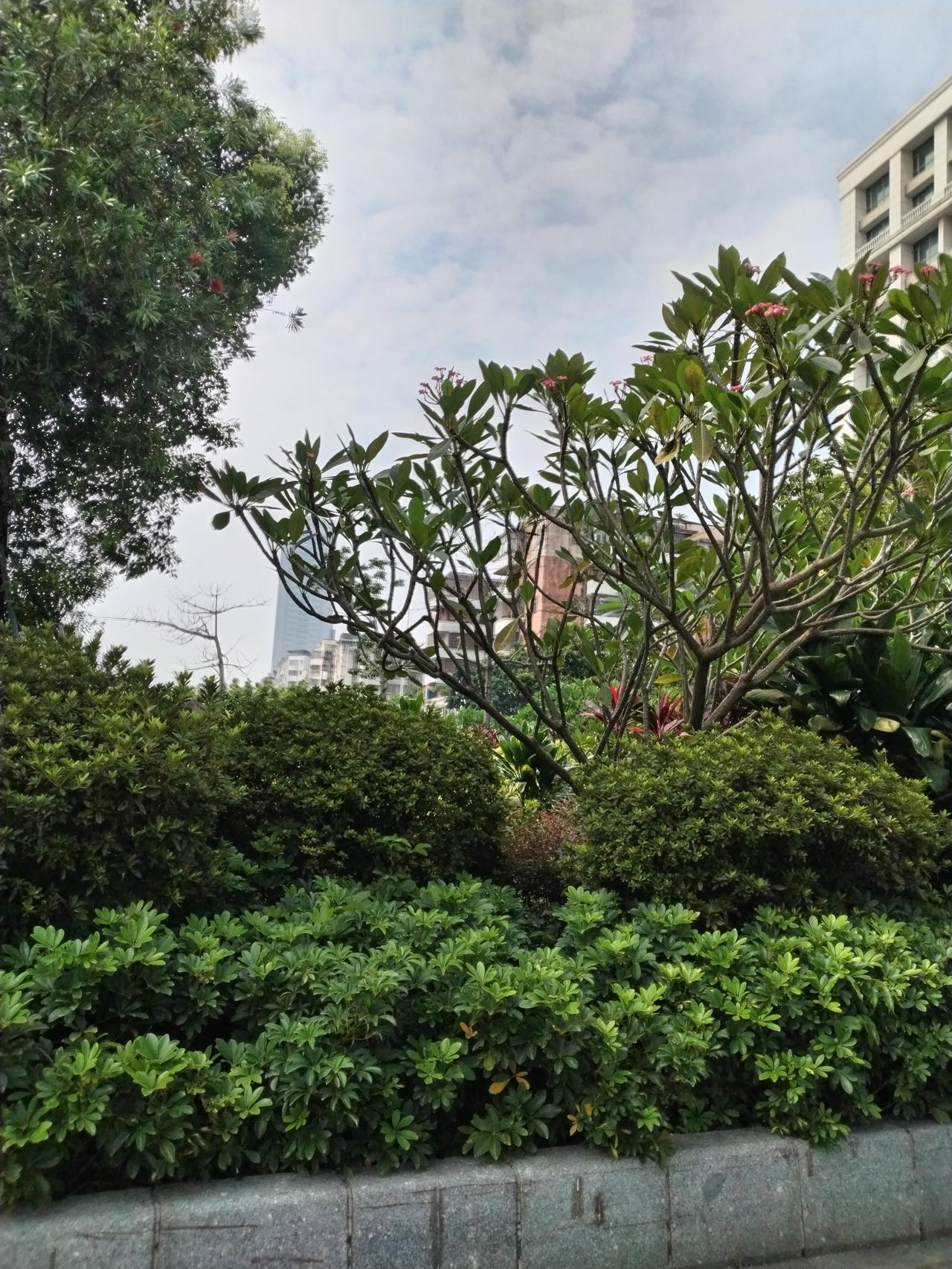江门的秋，风清云淡。漫步西江绿道，江风拂去燥热，老街上飘着淡淡的烟火气息，闲坐喝