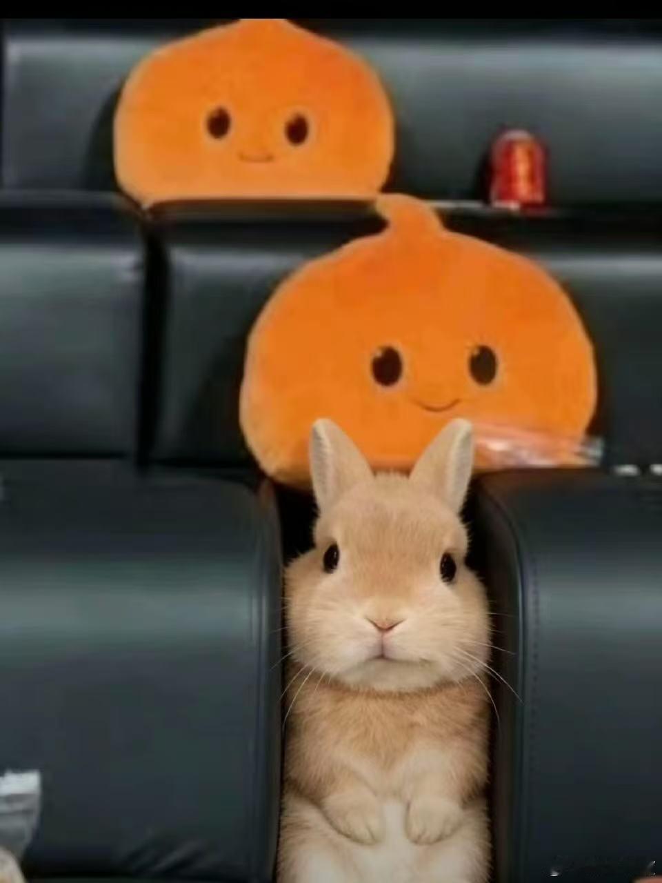 收到一张很萌的图