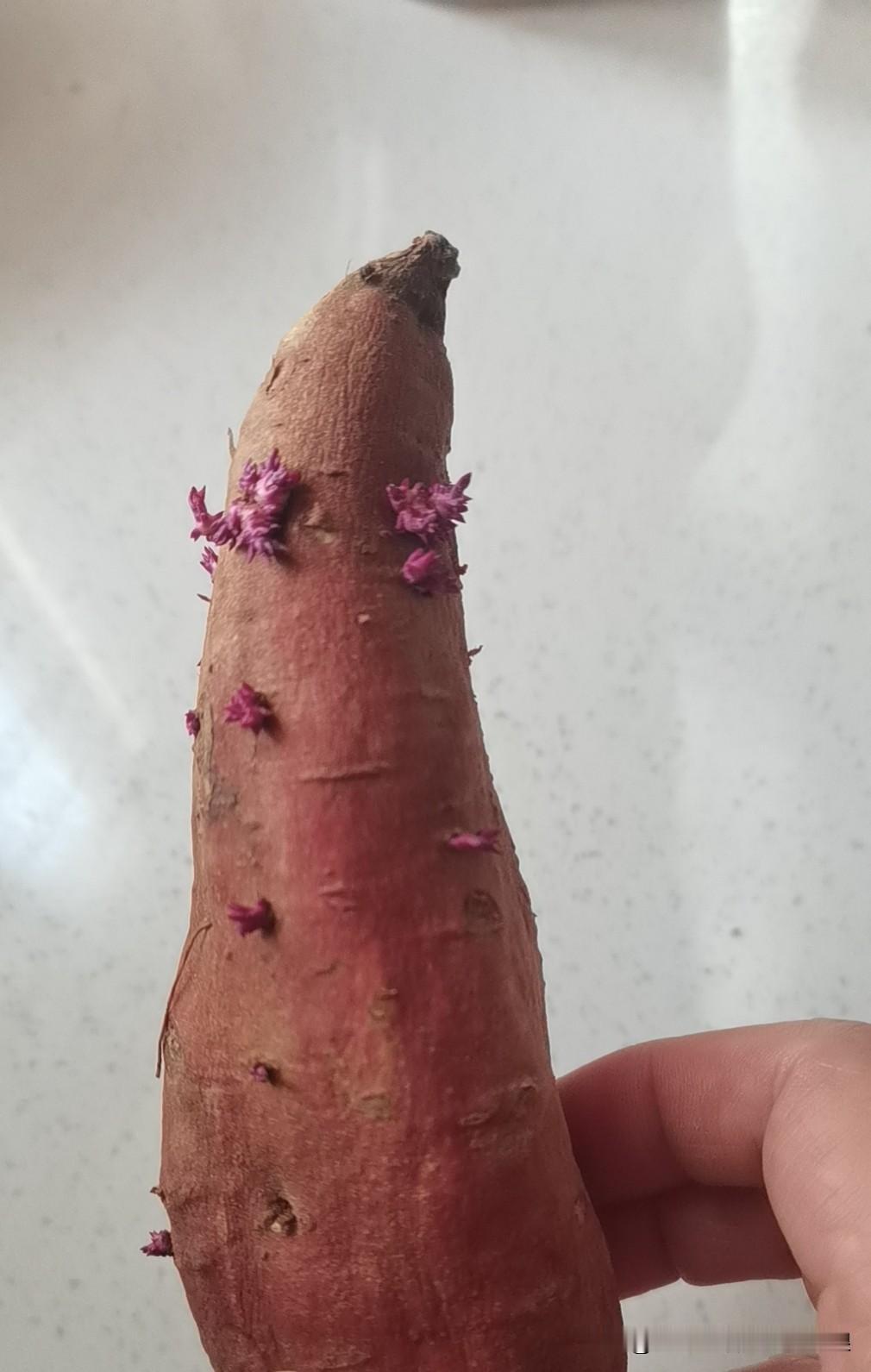 前几天老公朋友自家种的红薯结的还不错，送了大概10来斤给我们吃，是黄心的，煮稀饭