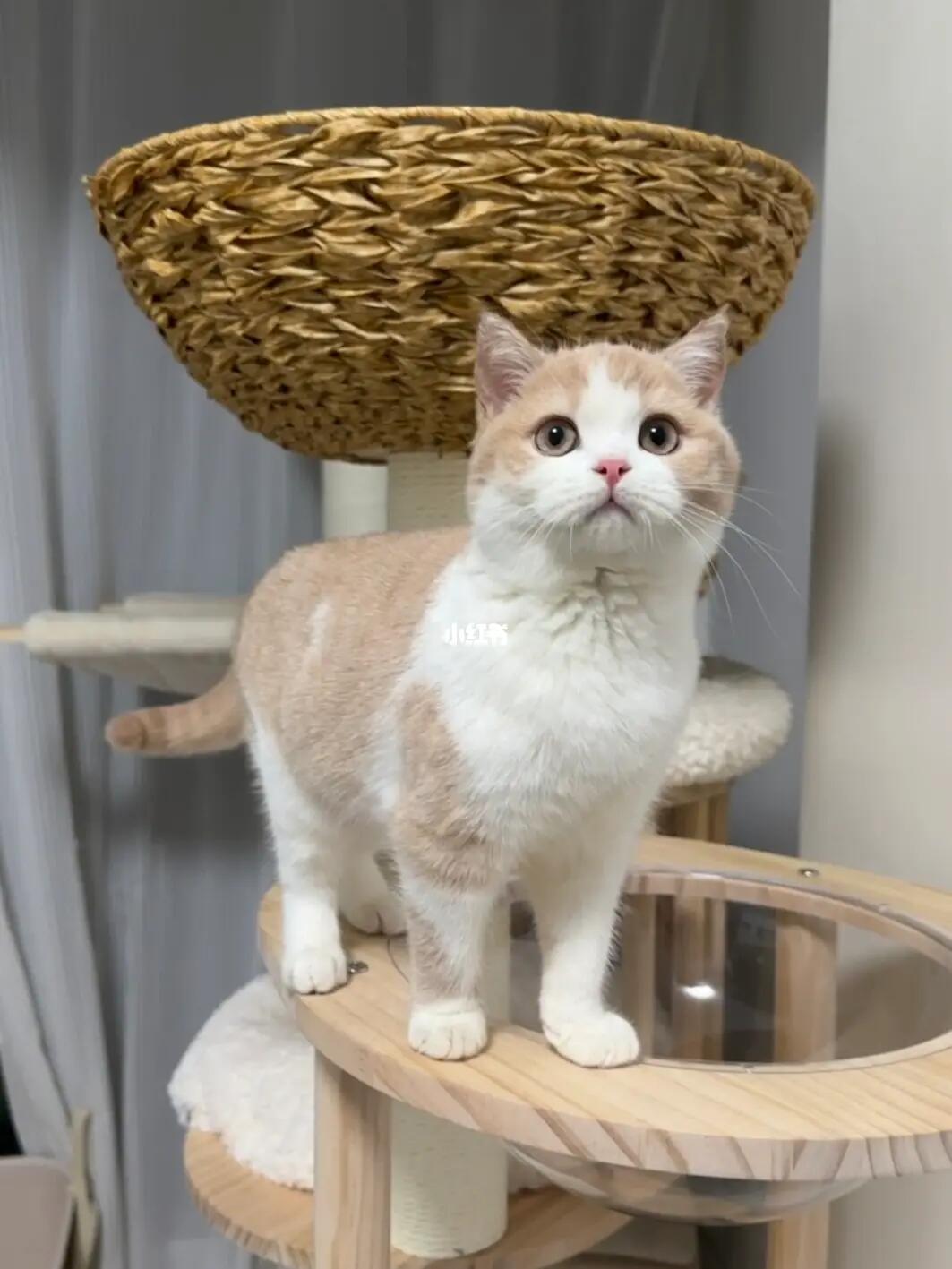 你有这么标准的小马猫进入中国🐎