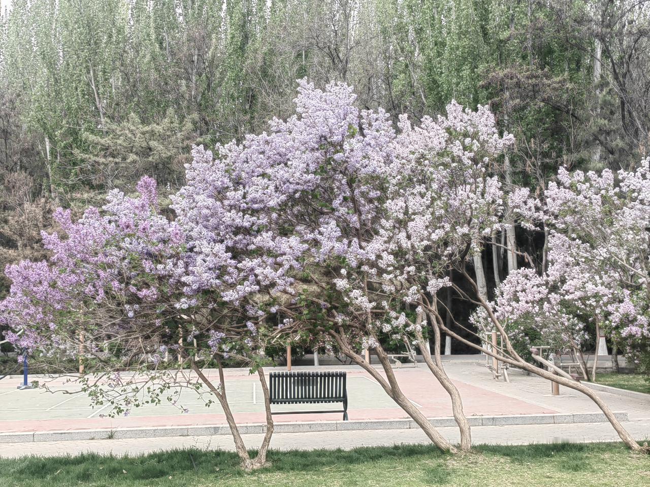 4月的银川，丁香花悄然绽放，为这座城增添了别样的浪漫。其实，早在三月，银川的花事