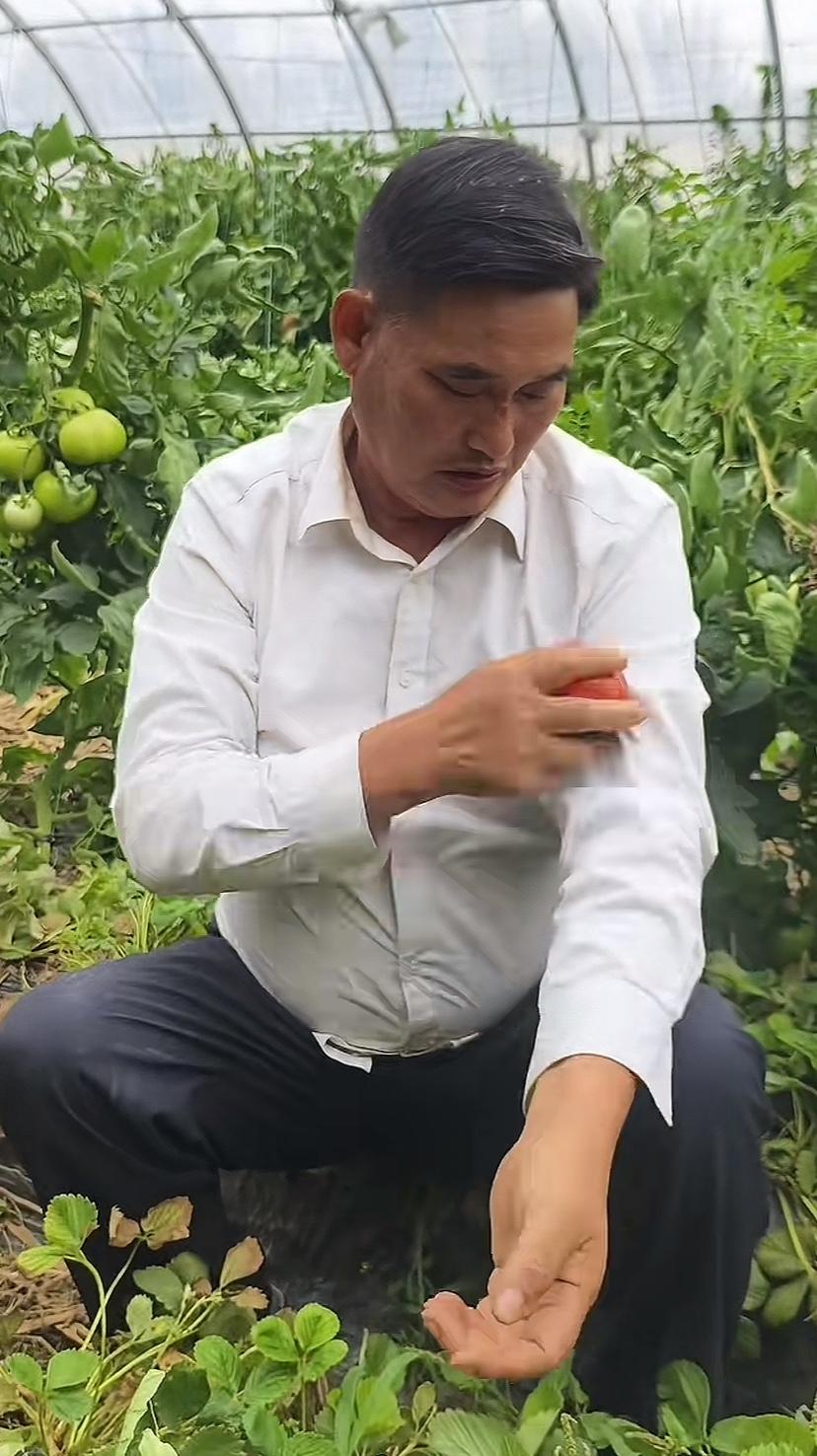 大衣哥昨天卖甜瓜，今天卖西红柿，凭一张嘴，说几句好话，赚了流量赚了钱。大衣哥把农