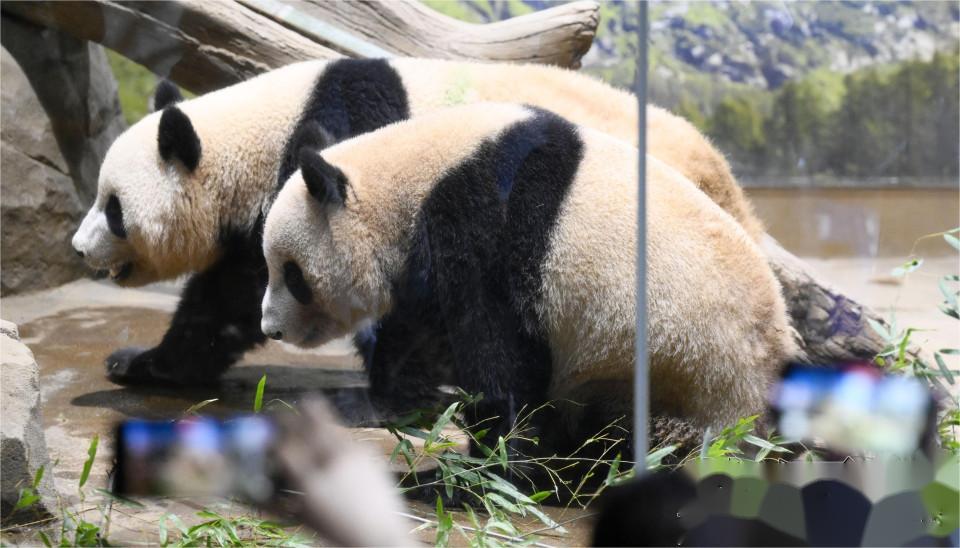 时隔50年，日本大熊猫数量为零。
《共同社》报道，日本东京都15日宣布，上野动物