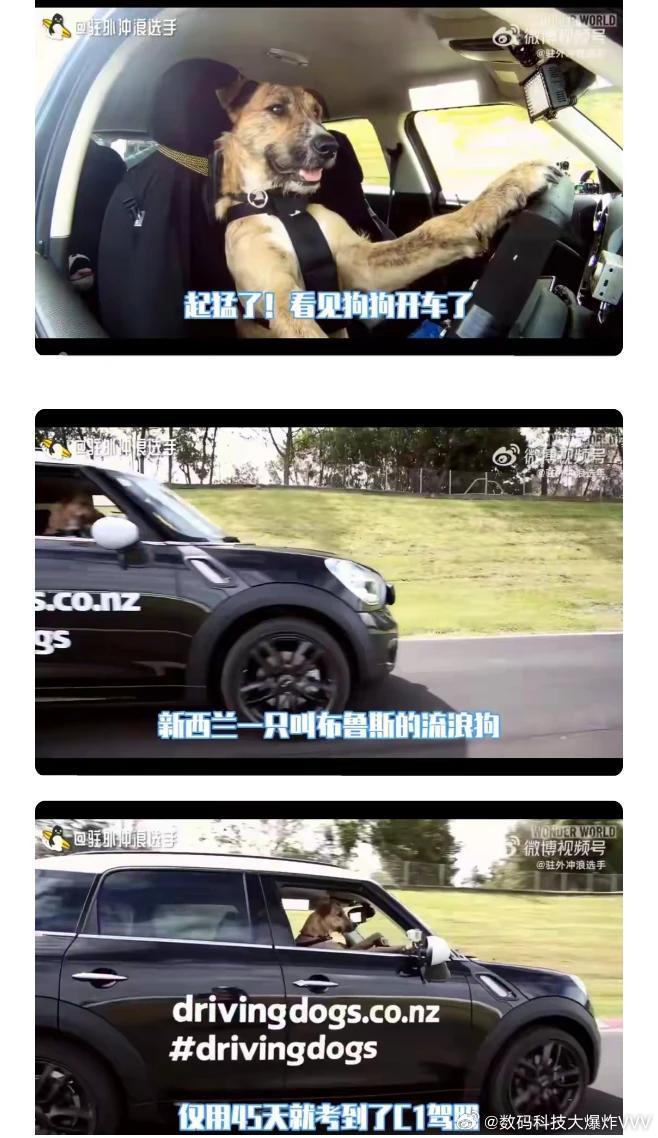 国外流浪狗都能考C1驾照