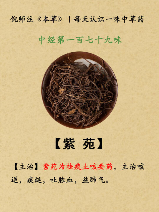倪师注《本草》丨179-紫苑—180-紫草