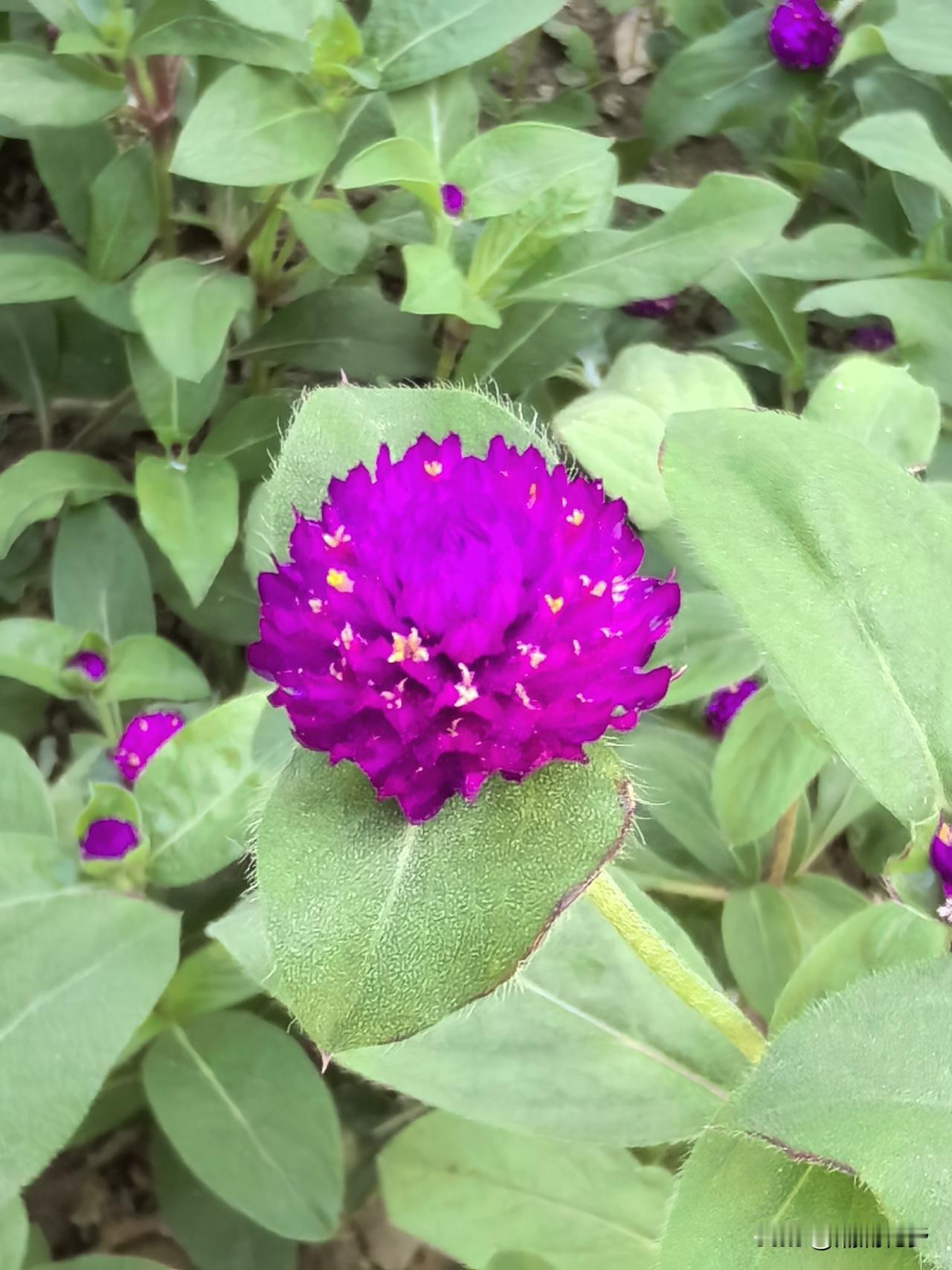 千日红——（别名火球花、圆仔花），其紫红色圆球状花苞经久不凋，寓意“不灭的爱、永