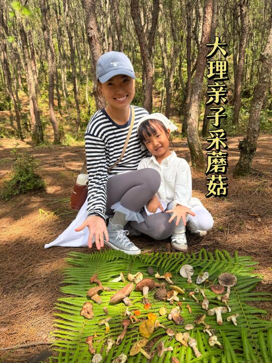 大理亲子捡菌子活动，每天都可以参与