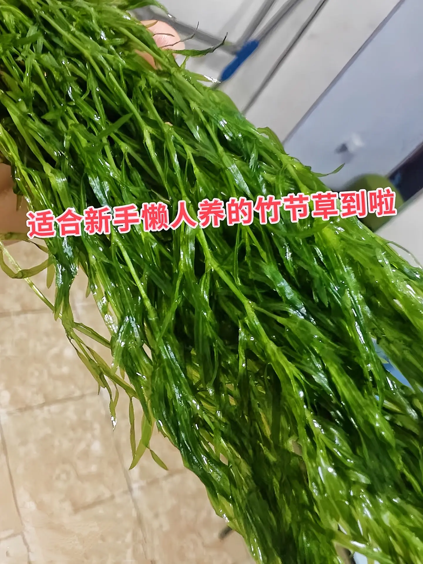 竹节草堪称水草界“入门神器” ，对光照、水温、水质及二氧化碳要求超低...