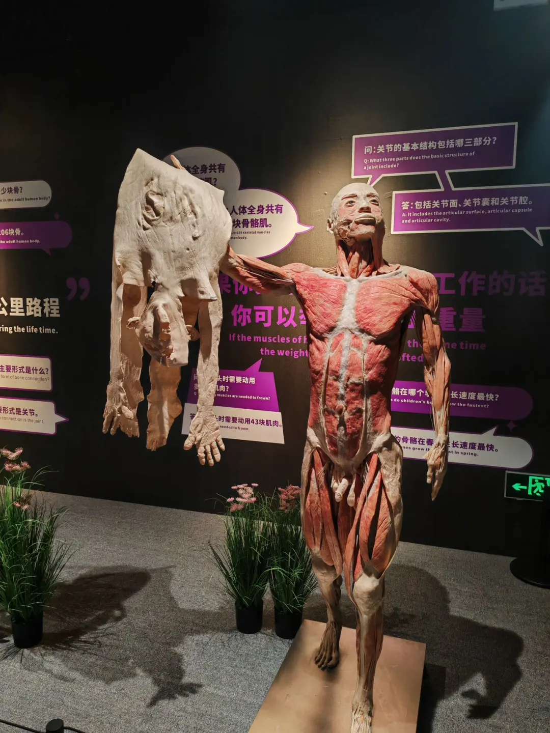 深圳旅游必去！探索人体奥秘，走进人体博物馆