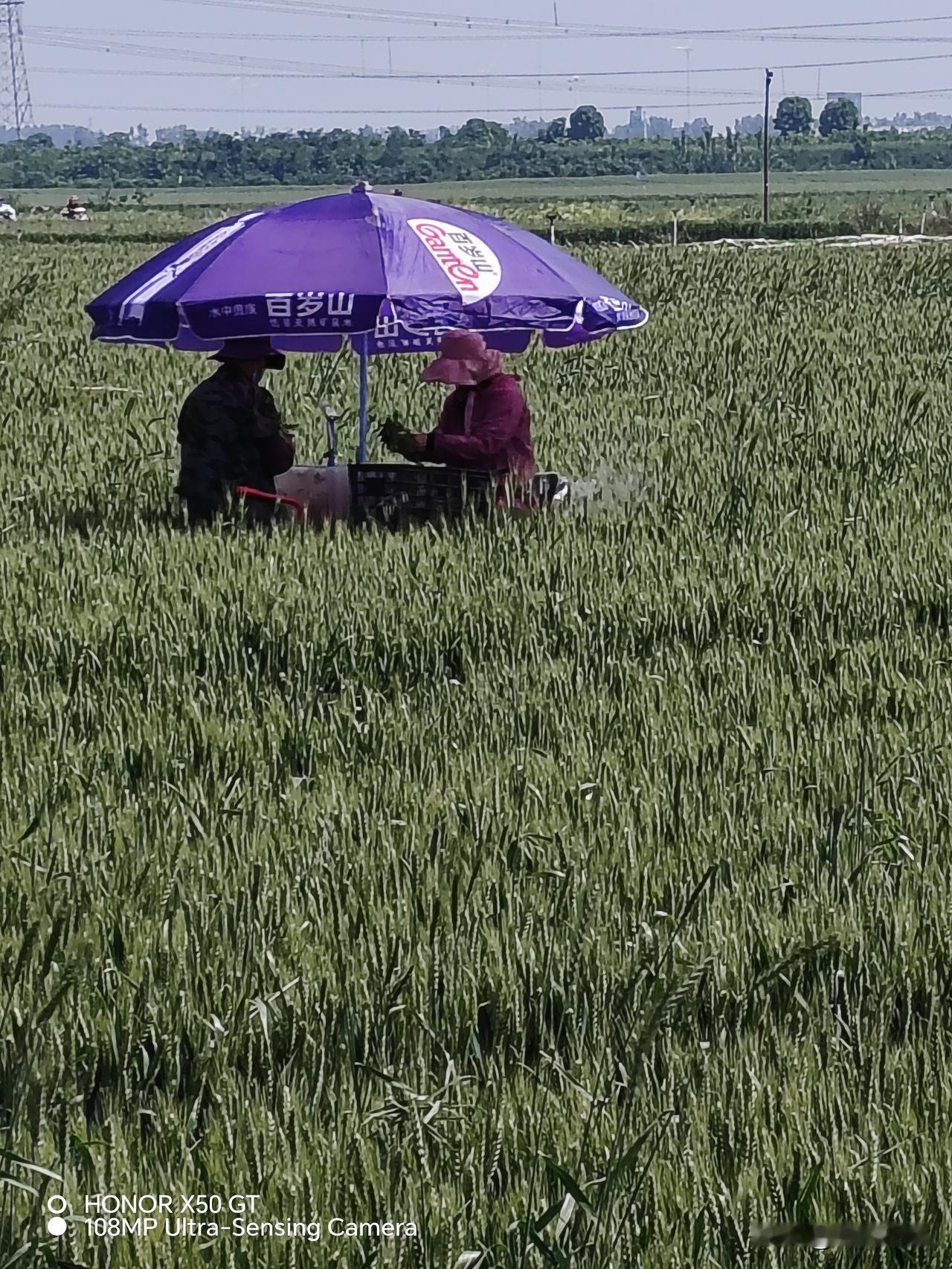 这是一张农民在小麦地里套种辣椒的照片，上次发了一张红遮阳伞的照片，很多朋友说是开