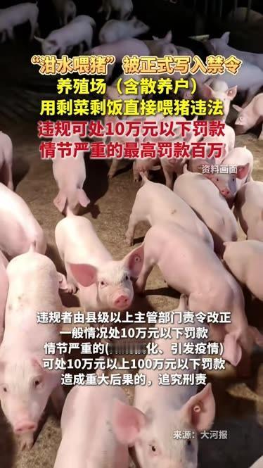 如何评价泔水喂猪被写入禁令对生活的影响？
[祝福]泔水喂猪是延续千百年的农村养殖