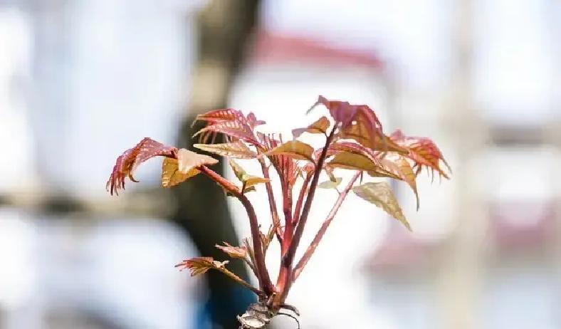 春天才刚冒头，重庆乡下的香椿树就抢先吐出紫红嫩芽，这股清香直接把人拉回小时候的饭