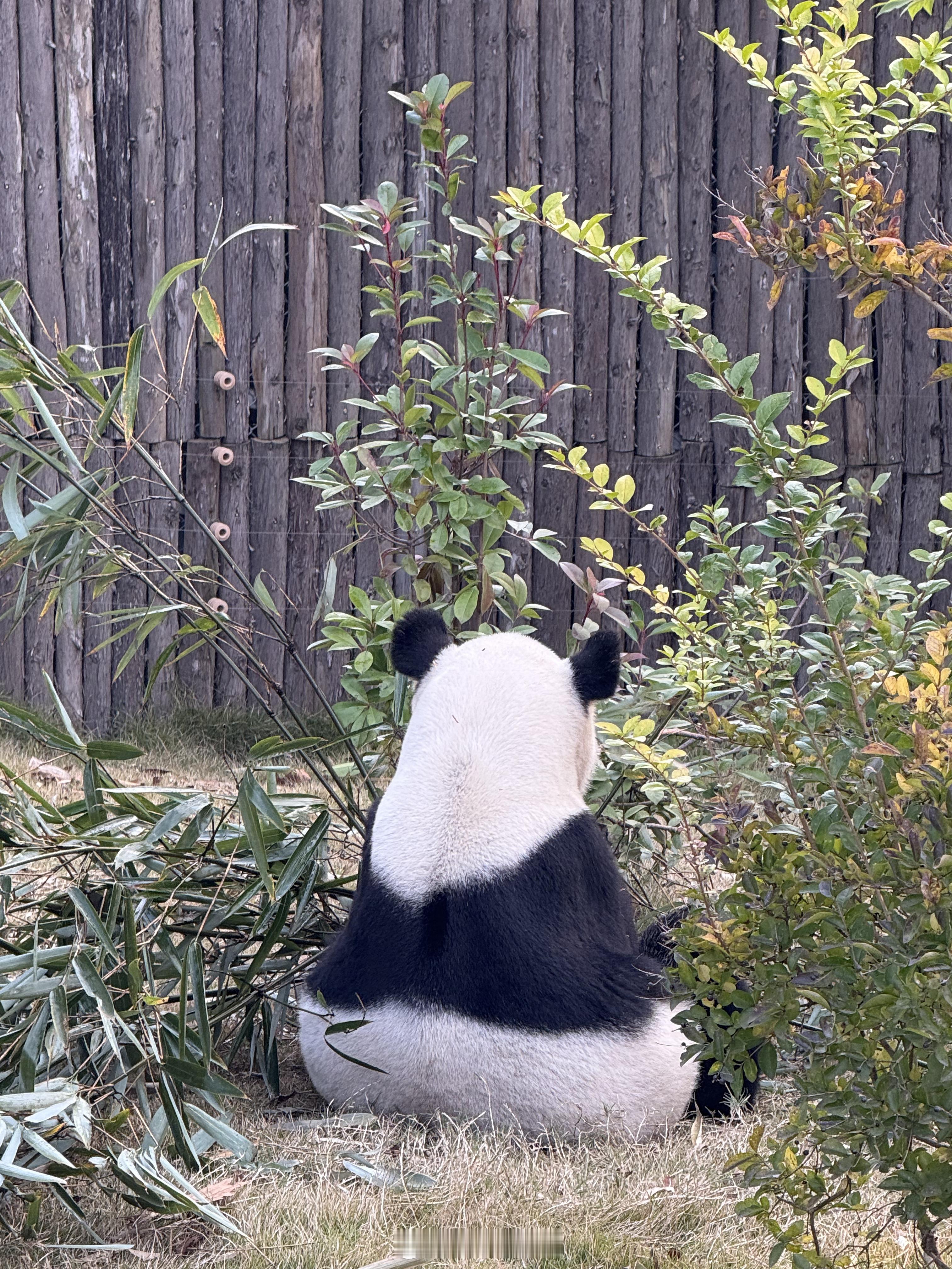 我们AL粉丝就是要去看熊猫！  