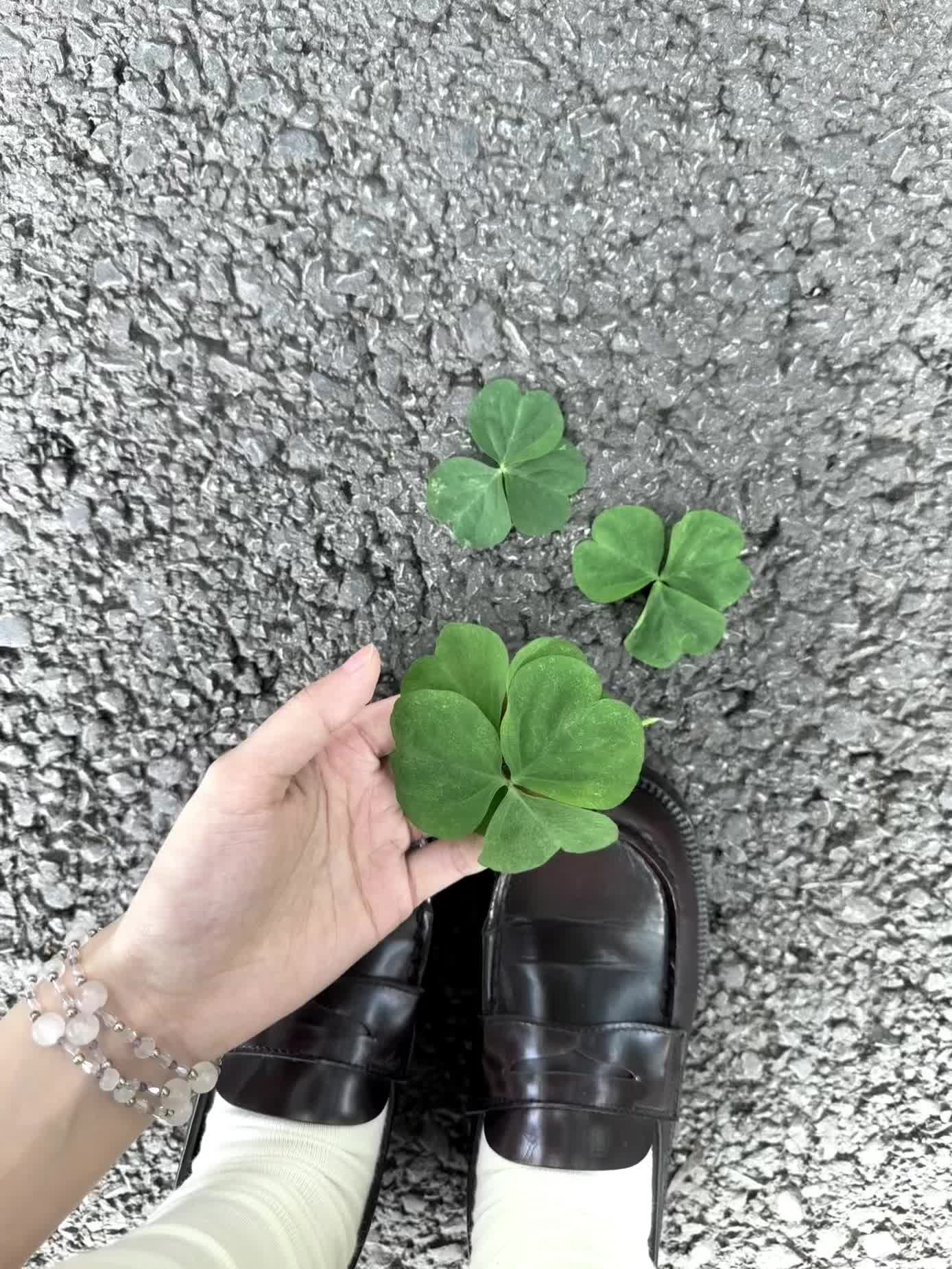 幸福幸福请降临在我手心🍀