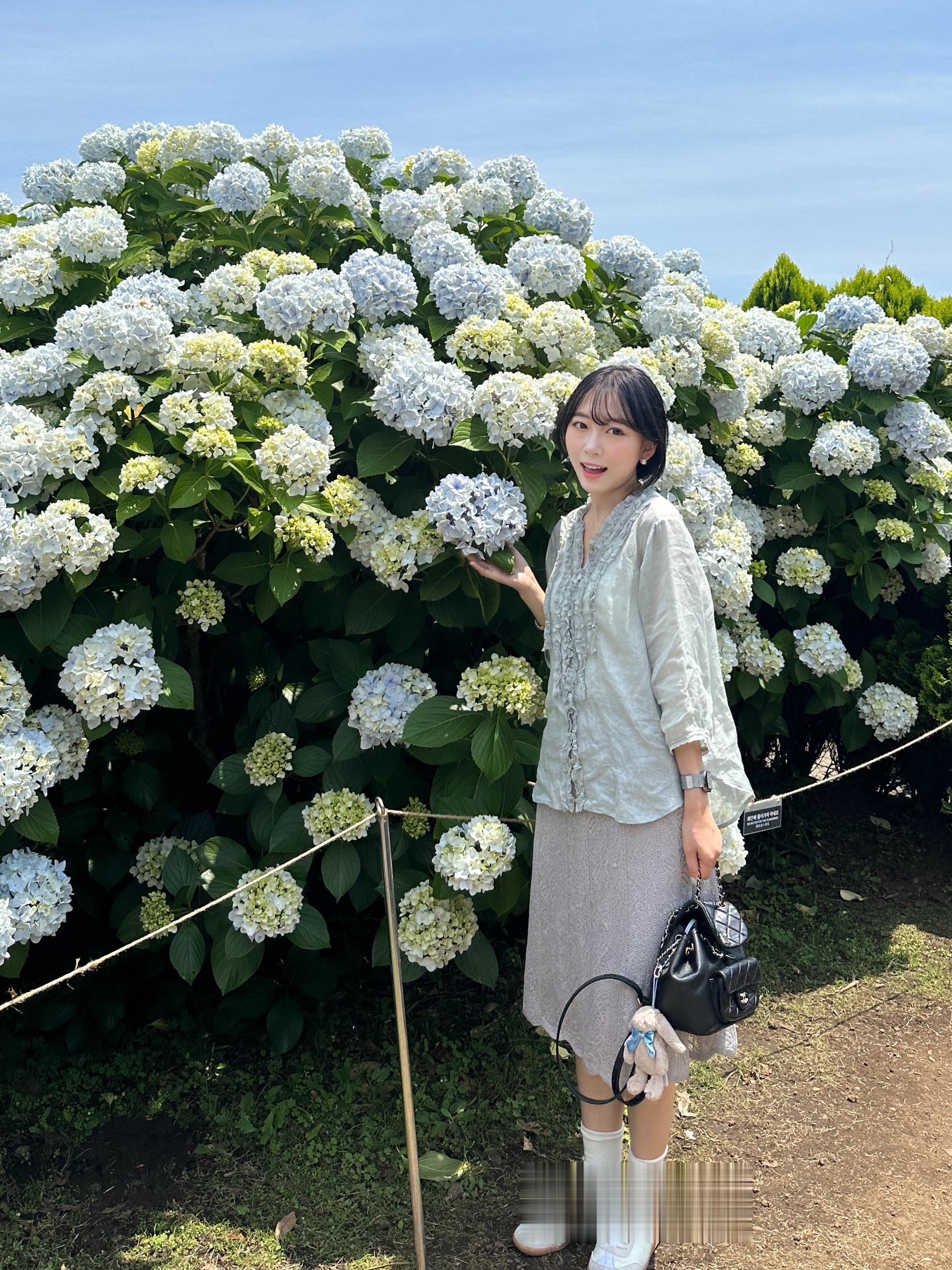 山茶花之丘。