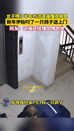 万物皆有灵！近日江苏苏州，女子晚上回家后发现家门口出现一只鸽子，鸽子的翅膀断了楼