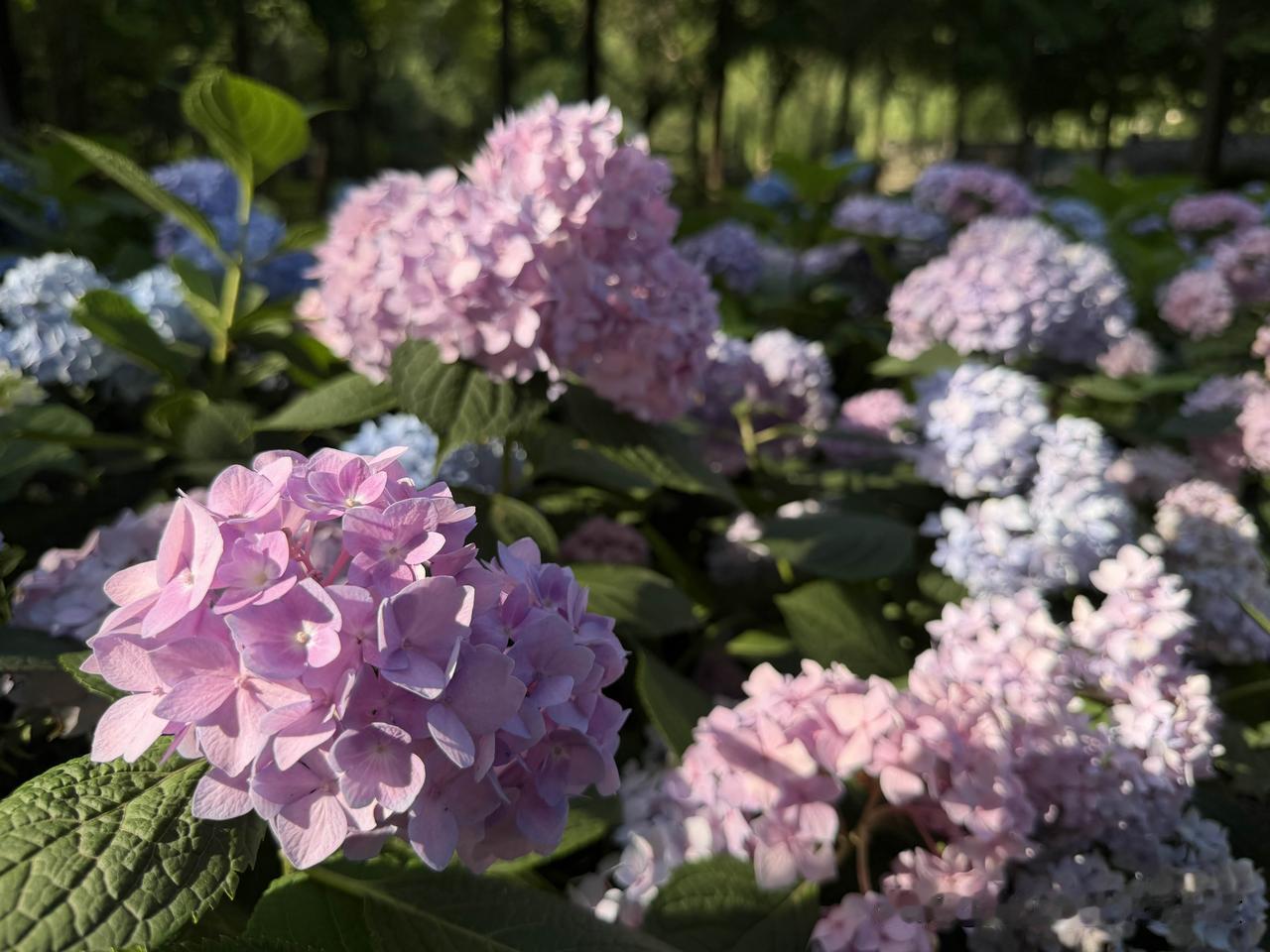 绣球花开
夏意渐浓
绣球花 花