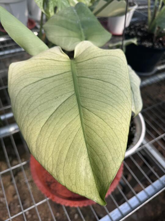 翡翠龟背竹，Jade Monstera