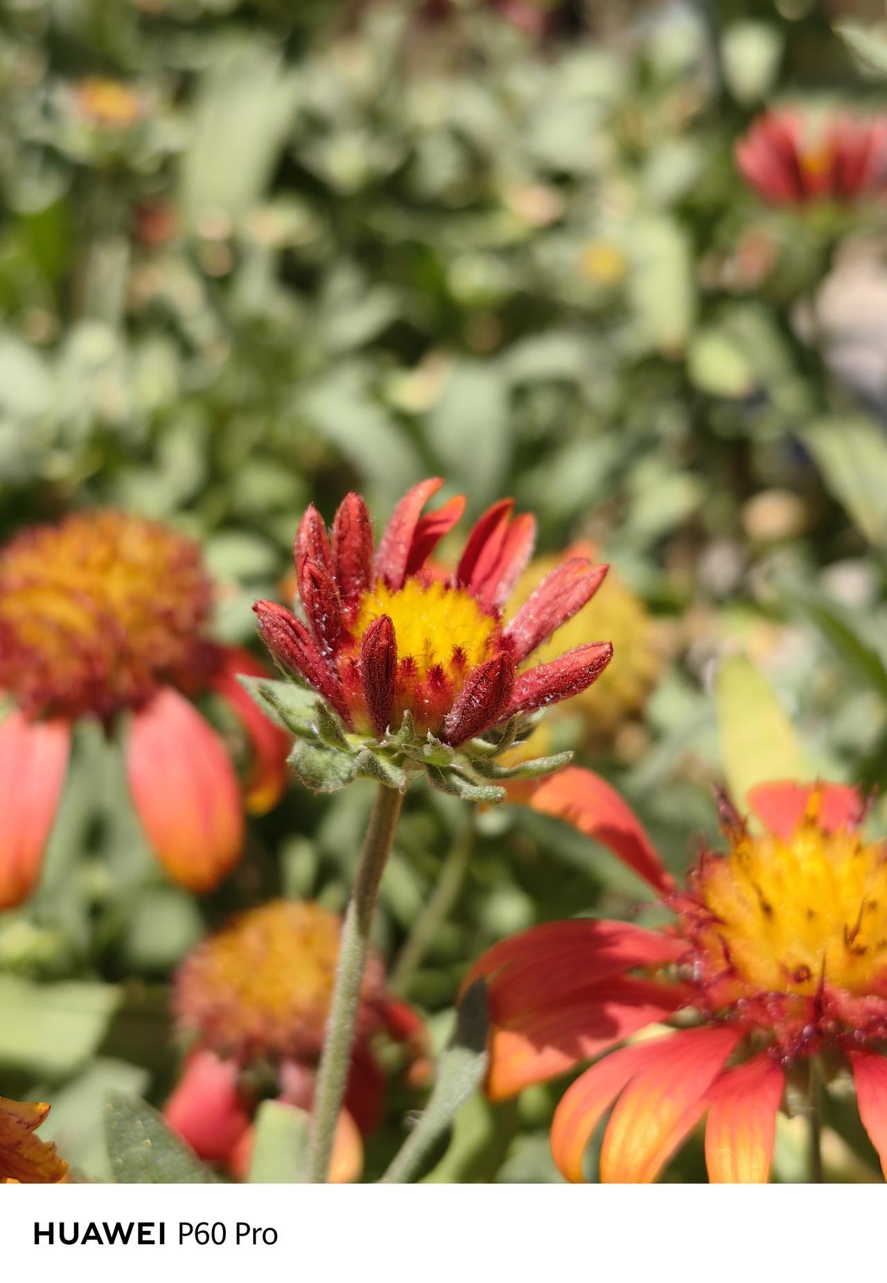 今天天气不错，带着华为P60出门拍花花草草[微风]，感受绿意盎然的夏天~
美好的