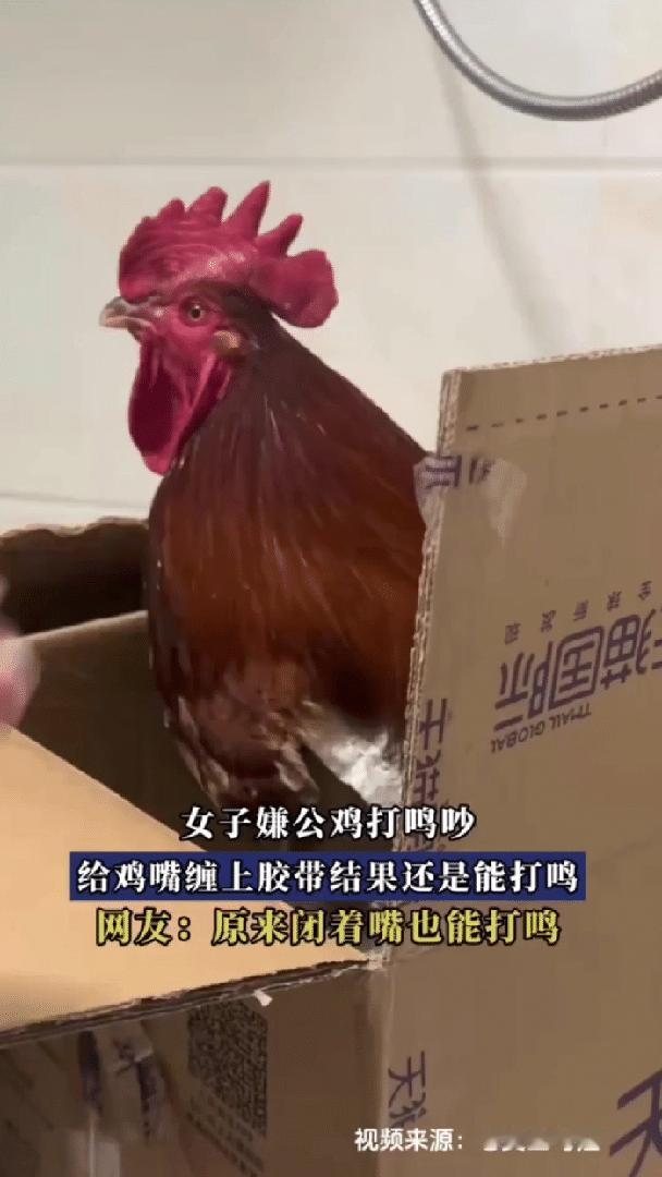 “解释不清了！”一女子收到亲戚送的公鸡，觉得打鸣太吵了，就用胶带将鸡嘴缠起来，本