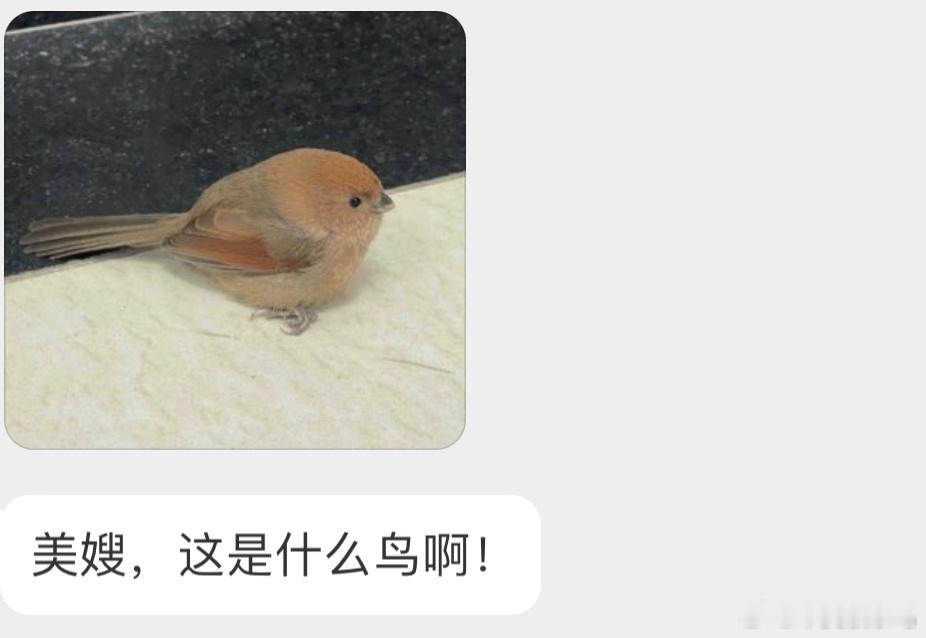 圆圆的【棕头鸦雀】特别可爱（蛋🥚是神奇的蓝色 ​​​