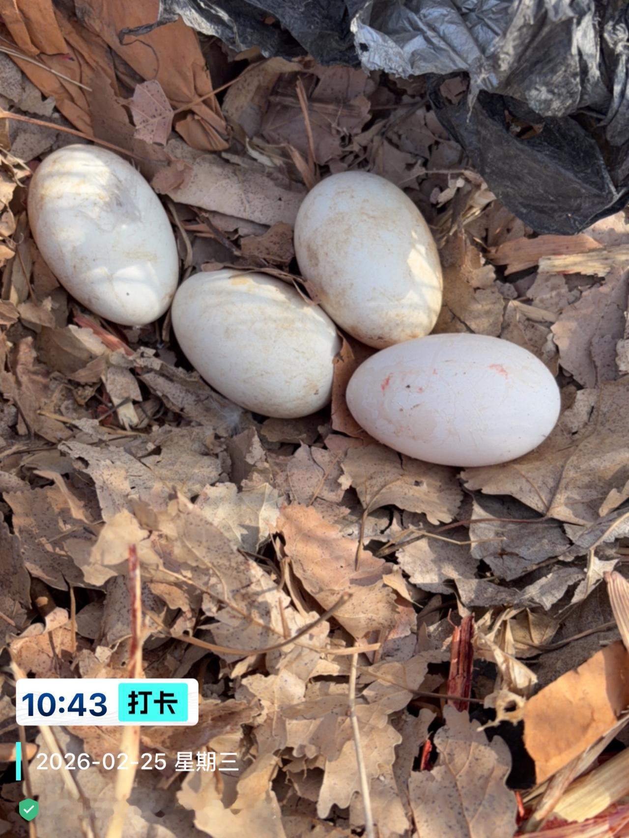 春天确实到了万物繁衍的时节。小白鸡和小鹅开始产蛋，折耳根探出了嫩红的叶片。

 