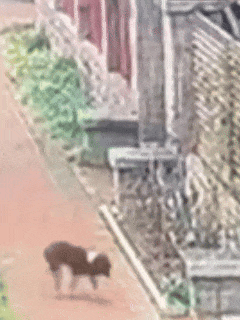 被狗咬了，狗先死了？河南焦作，一女子在家没关严门，一只流浪狗尾随进屋，伤了女子的