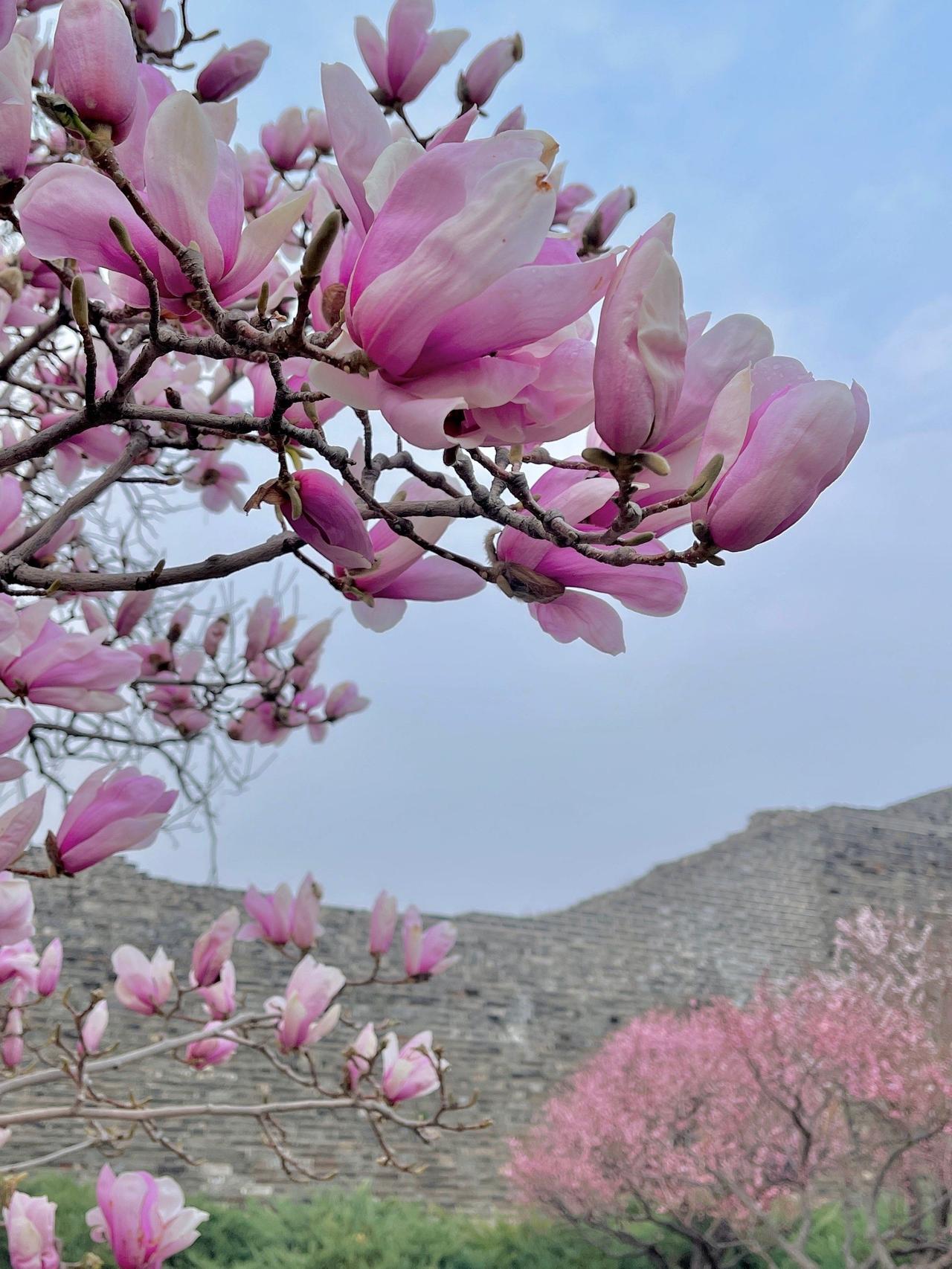 春天是最短的哲学家。它用一朵花开告诉你：美从来等不及完美，绽放本身就是意义。