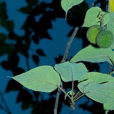 - “不会再为人性感到意外，只低头调整自己”- 