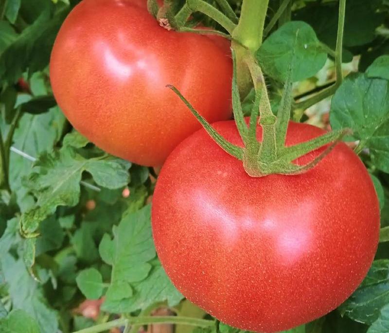 ＃夏至吃什么菜最有营养？
    夏至时节气温逐渐升高，且昼长夜短，易出汗，身体