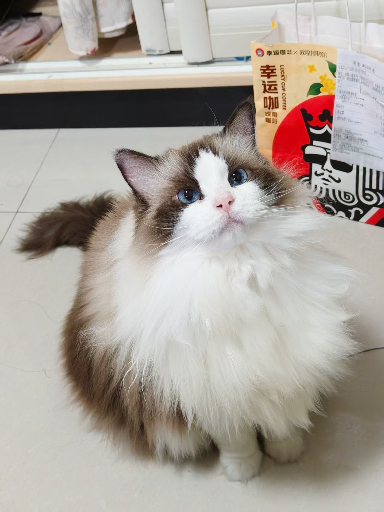 这是我10年前繁育的小猫啊，时间太快了，做猫舍马上要步入第13个年头了。 