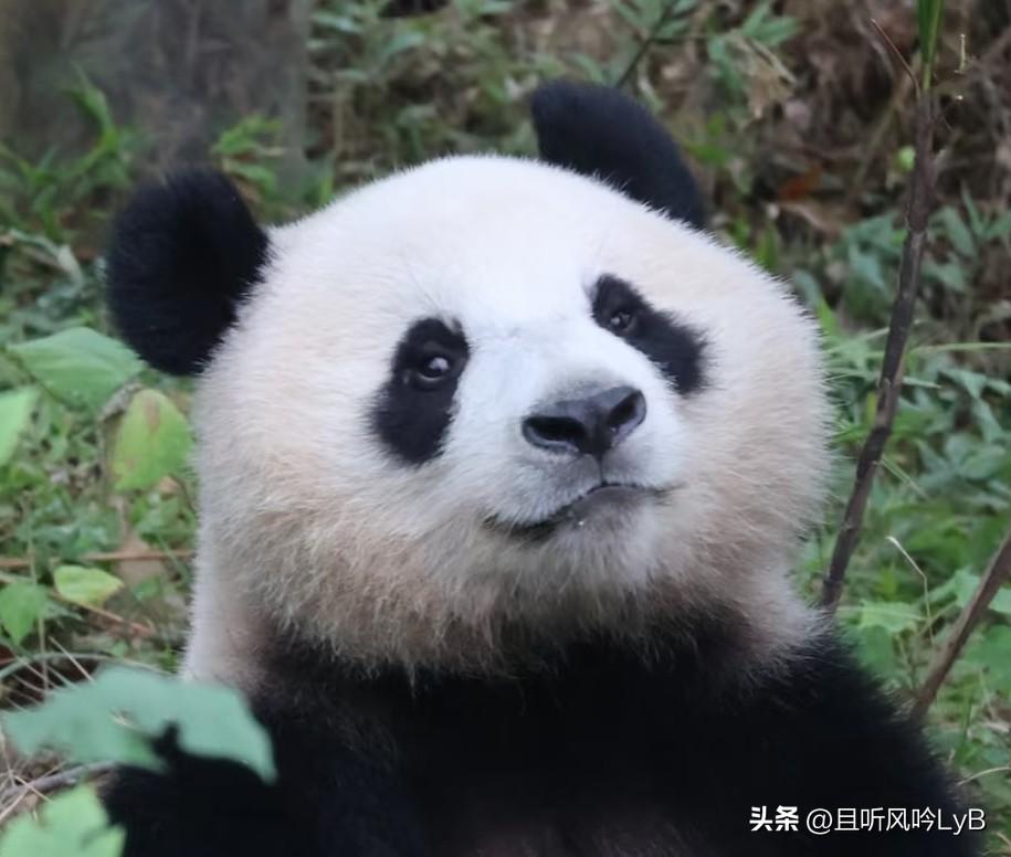 青花真的不是园润生的吗？我怎么觉得她比小狗还像小狗呢[偷笑]
青花是园润的编外女