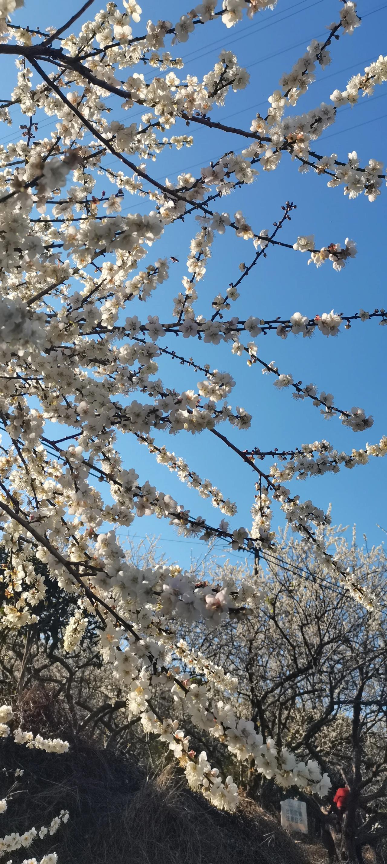 出去玩了很多次，我发现一个规律，老两口，一个退休，一个没退休，这样安排生活，经济