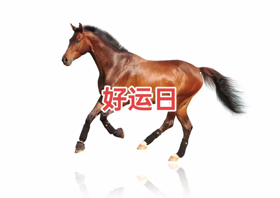 属马 66年的马 78年的马 90年的马