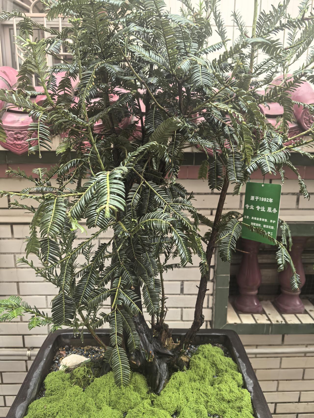 我家有一盆养护得非常好的红豆杉盆景，它属于国家一级保护植物，也是传统意义上的“吉