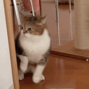 没痒痒挠，但可以蹭蹭