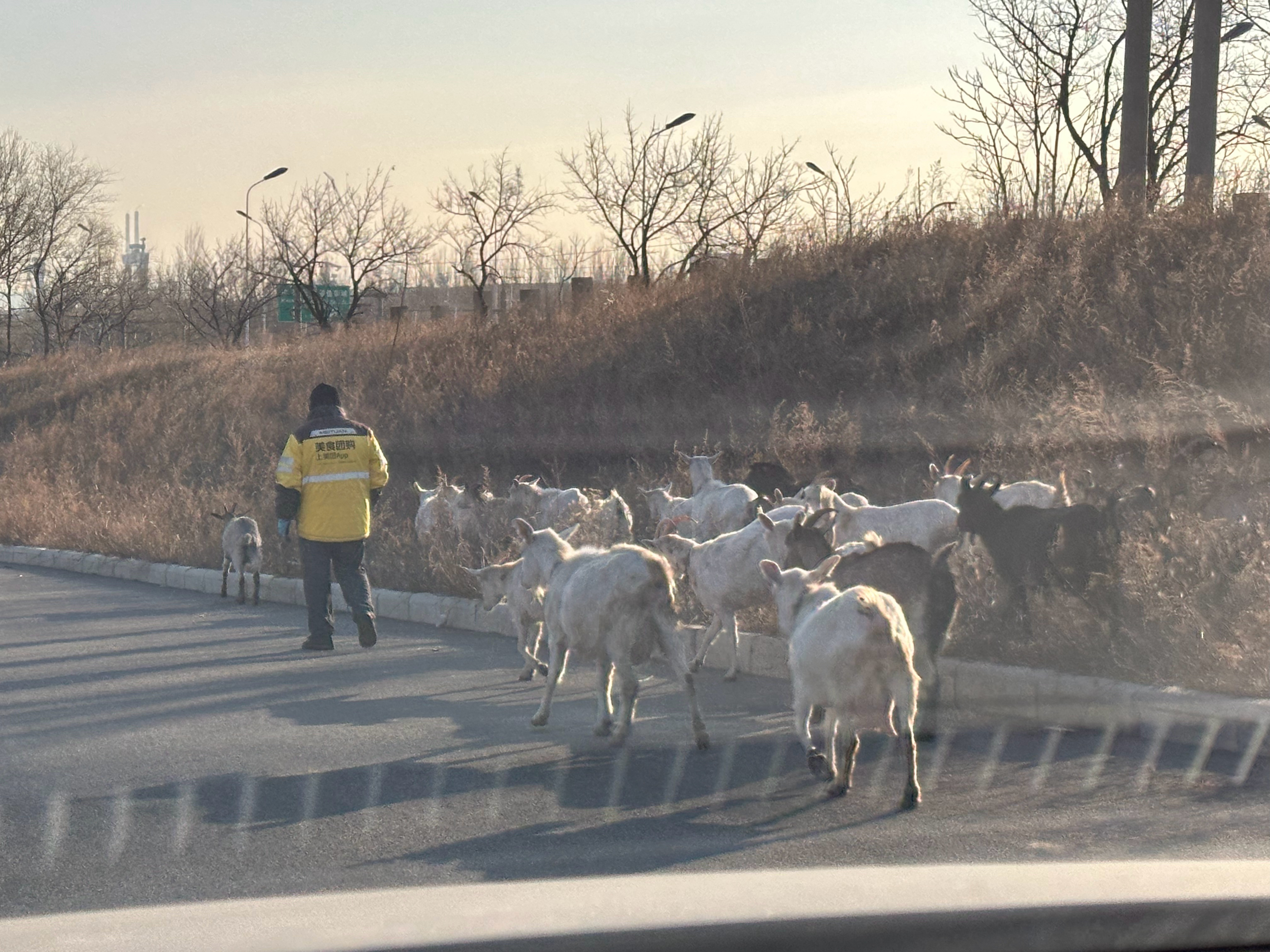 美团放羊？[费解]“您的羊正在配送”[doge] 