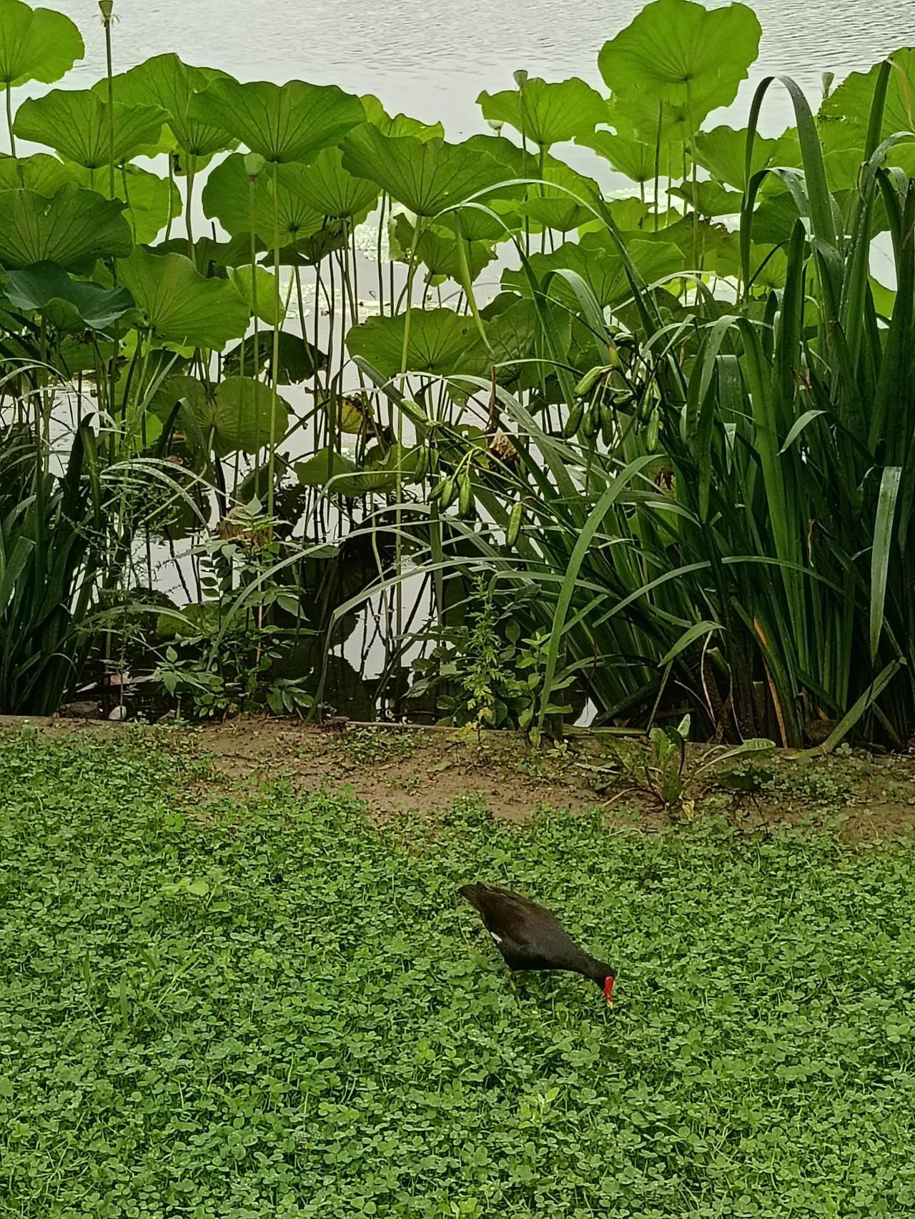 夏日生活打卡季公园里的野鸭上岸享受淋雨的味道
