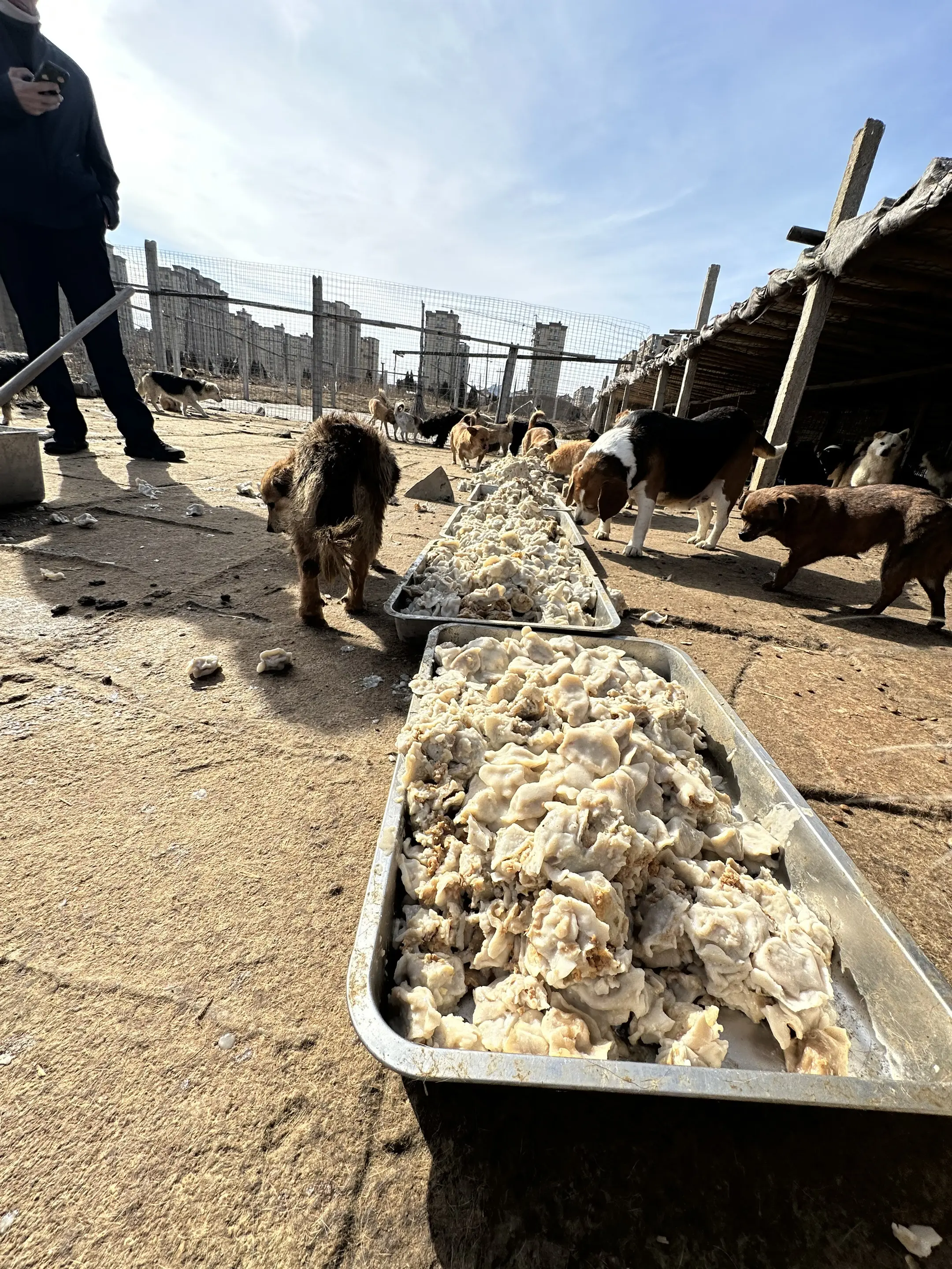 流浪狗过年吃饺子不过分吧