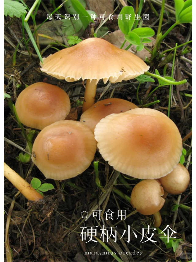 硬柄小皮伞，可食，草地很常见