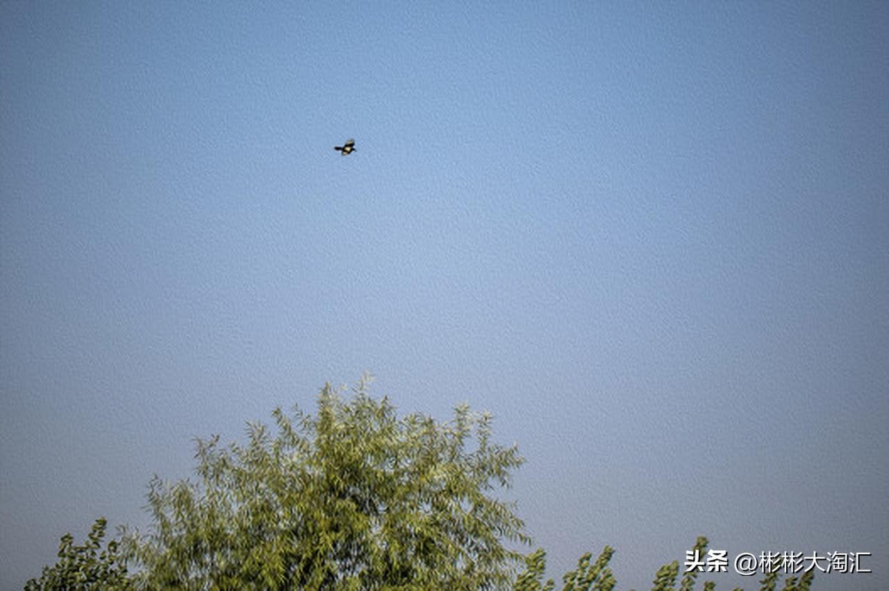 特朗普说美国不需要乌反无人机技术，这背后挺有意思。泽连斯基还曾称乌有丰富对抗无人