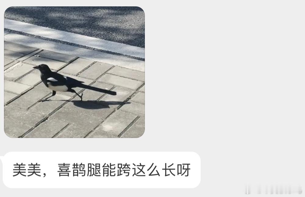 喜鹊的大长腿！ ​​​