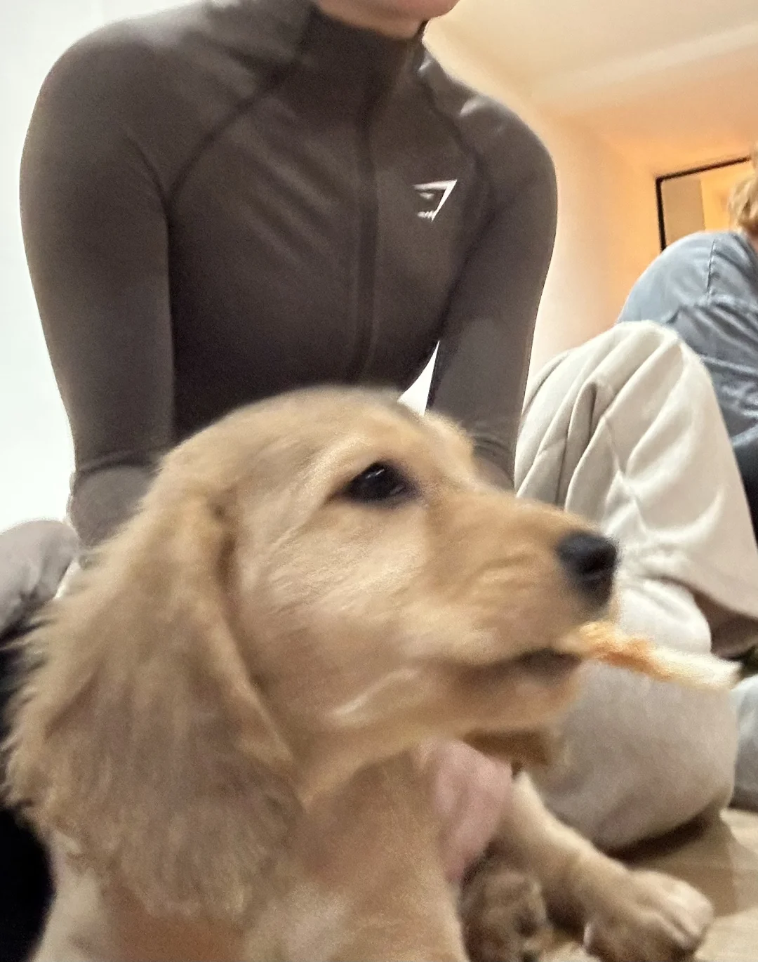 狗，你可以靠在人广阔的胸膛小憩