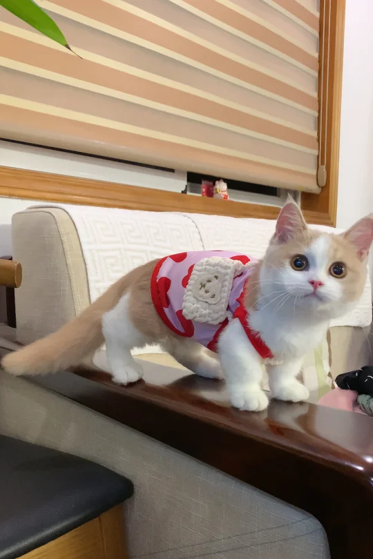 待售｜乳白矮脚妹妹