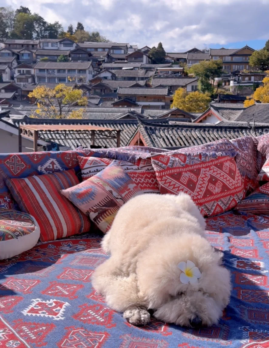 丽江民宿住我家，有花的小院