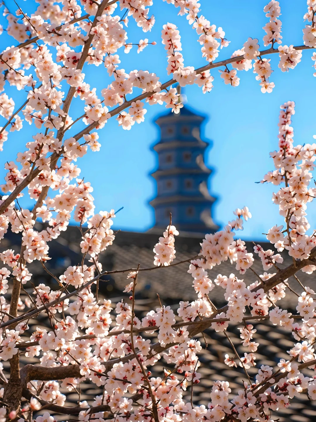 🌿【北京周末踏青｜赏花徒步好去处】🌸