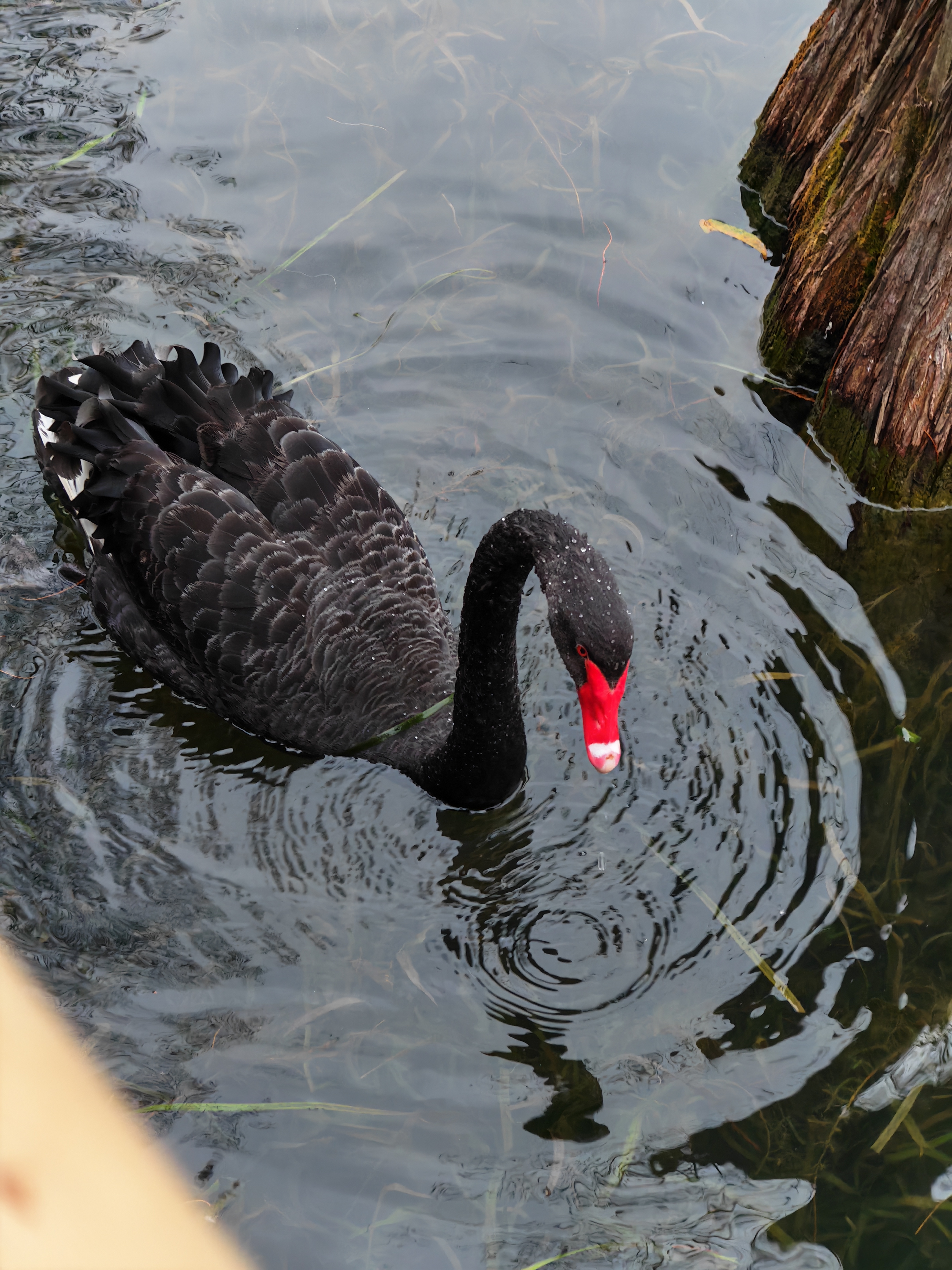 分享一波荣耀 Magic V5 的样张作为一款折叠屏，影像升级挺大的，硬件传感器