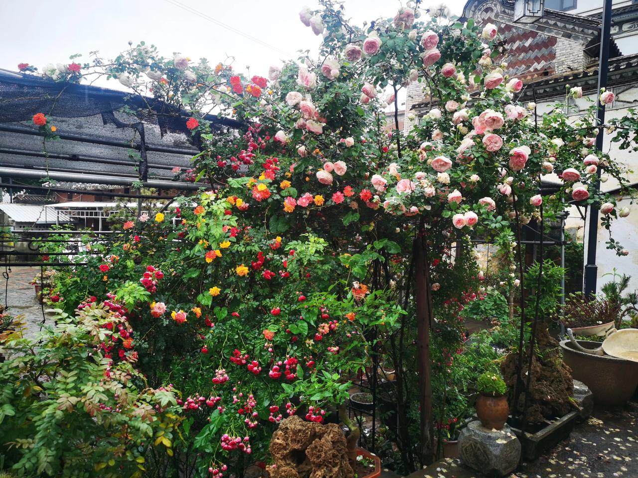 《春天》
空山昕雨
凝视古韵檐栏
雨滴敲打
回响跌破了静默
鸟儿在树梢
欢快的鸣