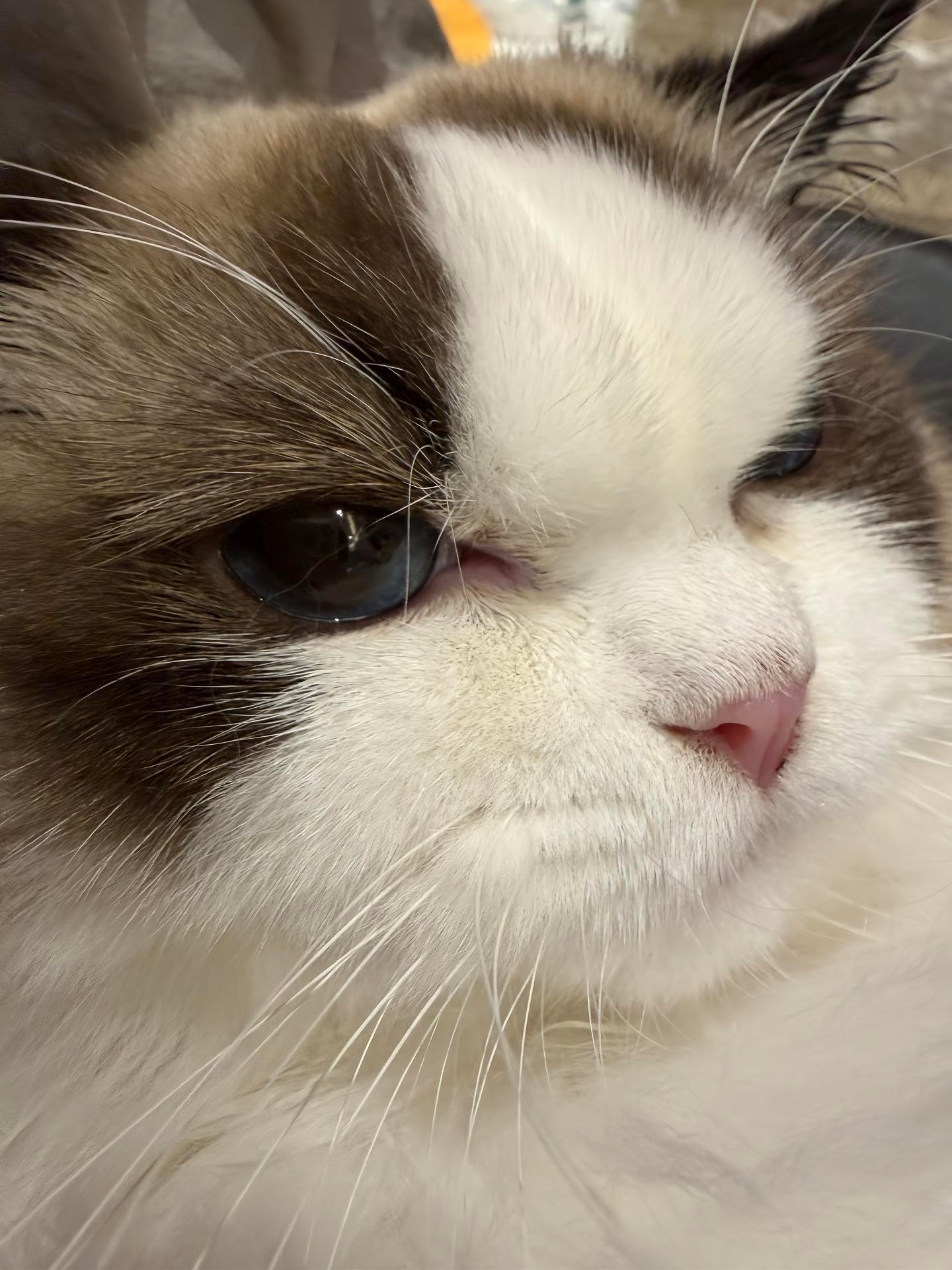 AG发布队内猫咪大头贴更新。画面呈现多只宠物猫近距离面部特写，涵盖金渐层、布偶等